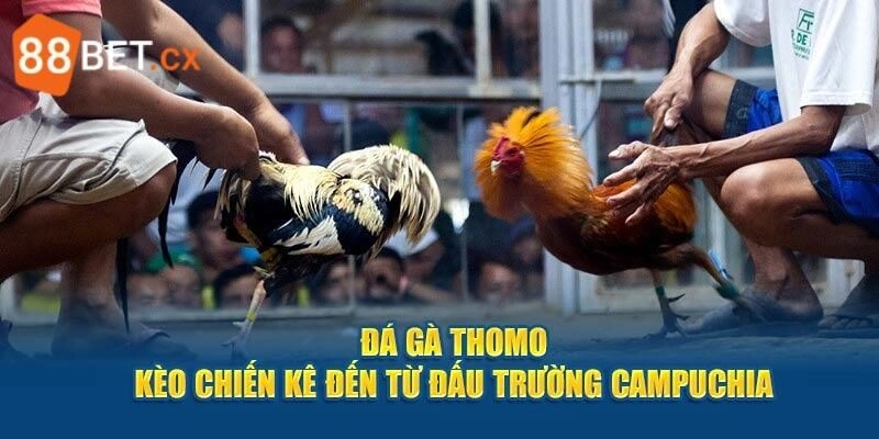 đá gà Thomo