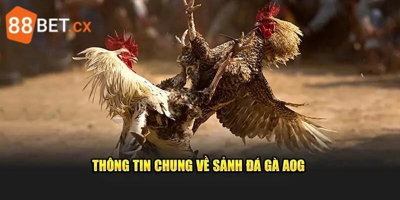 AOG Đá Gà – Sảnh Chọi Kê Chơi Là Mê, Hốt Thưởng Khủng