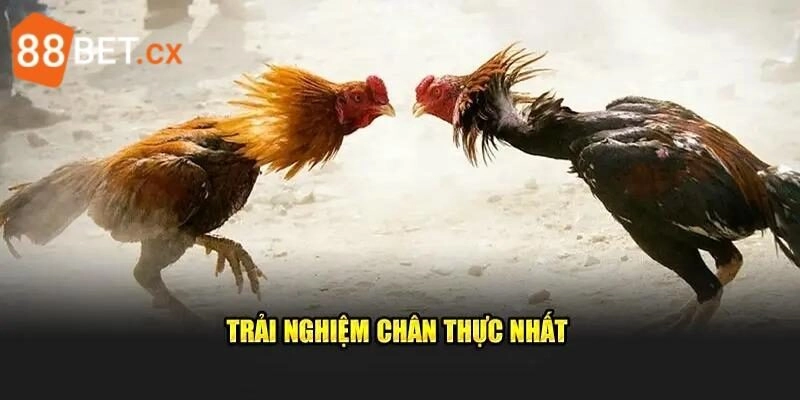 Các hình thức thường gặp tại sảnh AOG đá gà