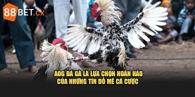 Những điểm thu hút lớn nhất của AOG đá gà